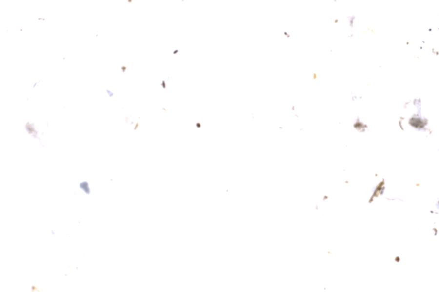 Image 31